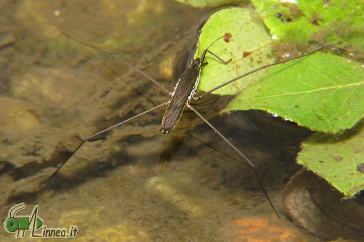 Gerridae: Aquarius cf paludum della Lombardia (PV)