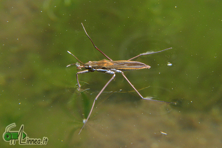 Gerridae: Gerris sp. del Bormiese (Lombardia - SO)