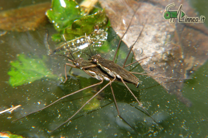 Gerridae: Gerris cf lacustris della Lombardia (PV)