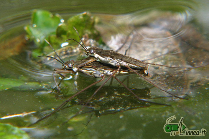 Gerridae: Gerris cf lacustris della Lombardia (PV)