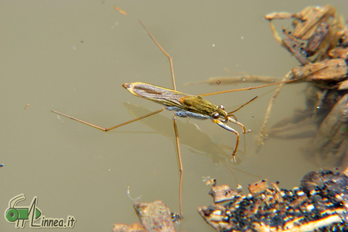 Gerris sp.