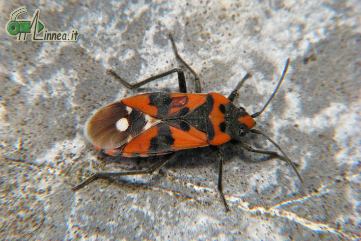 Lygaeidae: Lygaeus cfr. equestris di Valdidentro (SO)