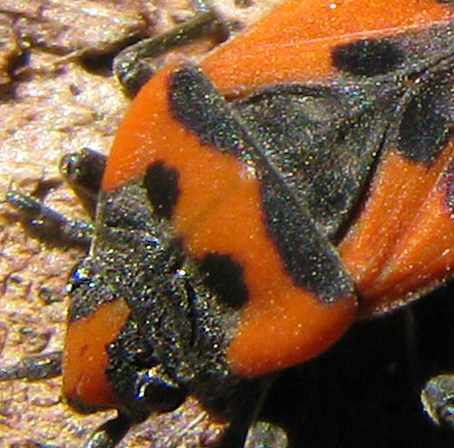 Lygaeidae: Lygaeus cfr. equestris di Valdidentro (SO)