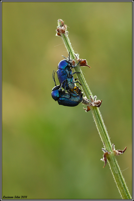 Cryptocephalus sp. (?) di colore blu