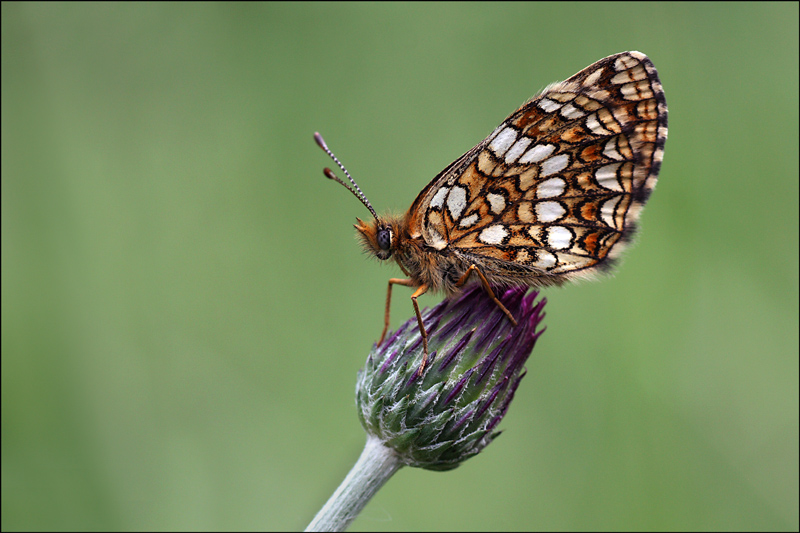 Quale Melitaea?