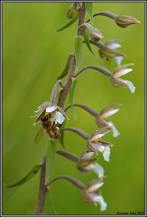 Impollinazione di Epipactis palustris