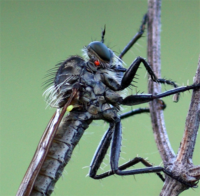 Domanda su asilidae