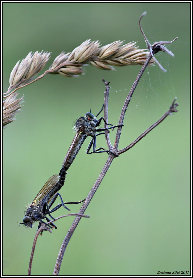 Domanda su asilidae