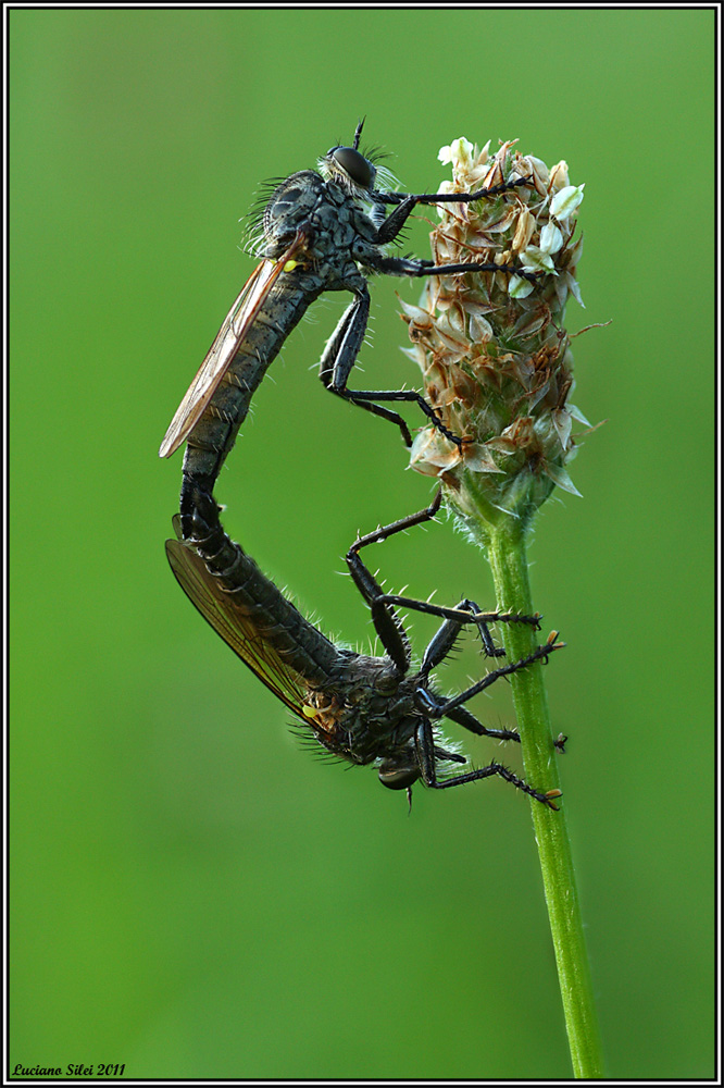 Domanda su asilidae