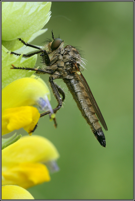 E'' possibile determinare questo asilidae?