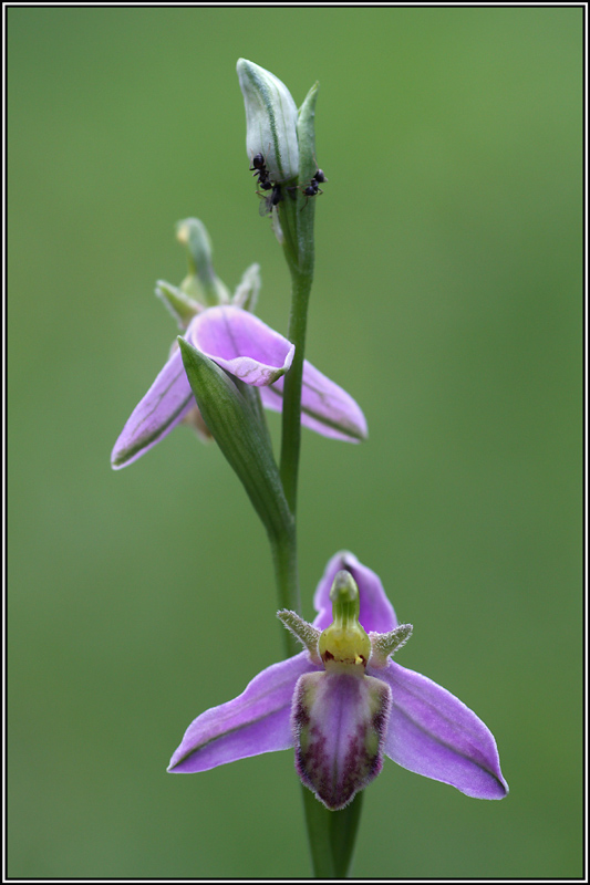 Ophrys apifera var. tilaventina