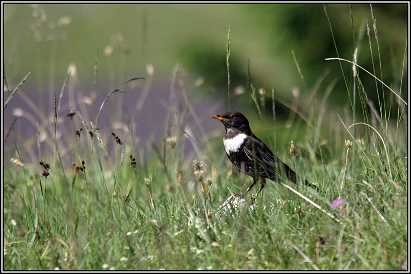 Merlo dal collare (Turdus torquatus)