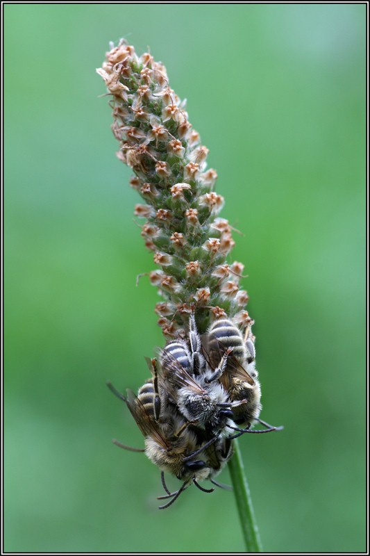 Dormitorio di minuscole api (maschi di Eucera sp.)