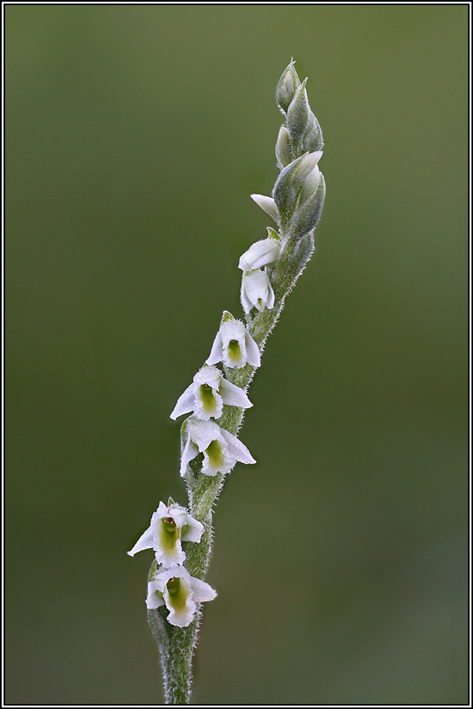 Spiranthes spiralis