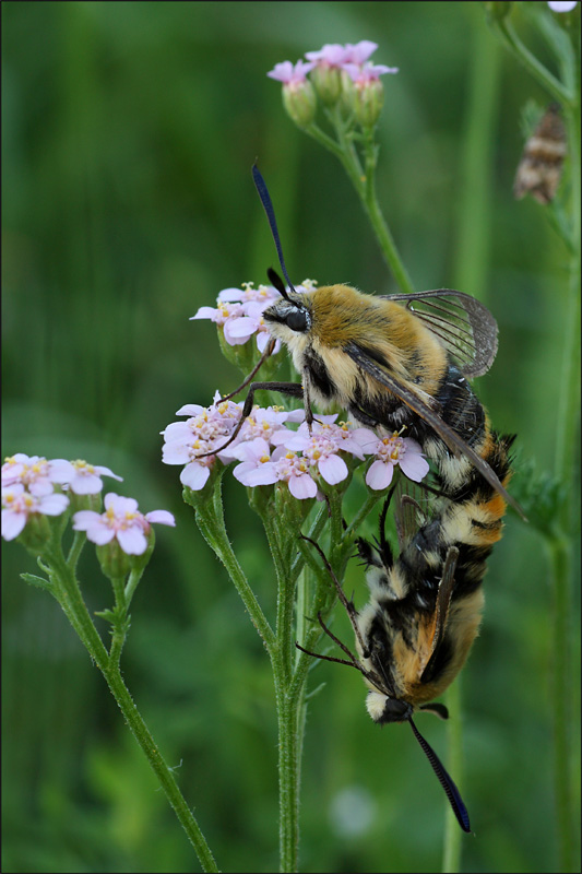 Conferma per Hemaris tityus in accoppiamento