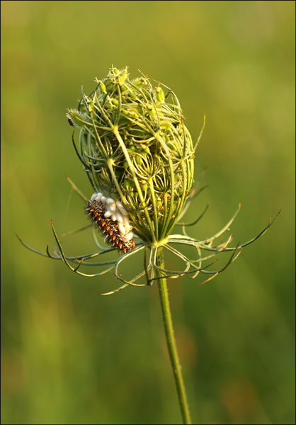 Domanda su bruco di Melitaea