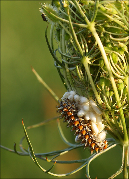 Domanda su bruco di Melitaea