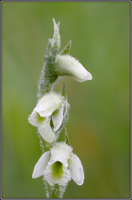 Spiranthes spiralis