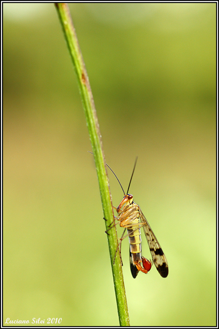 Panorpa cf. cognata