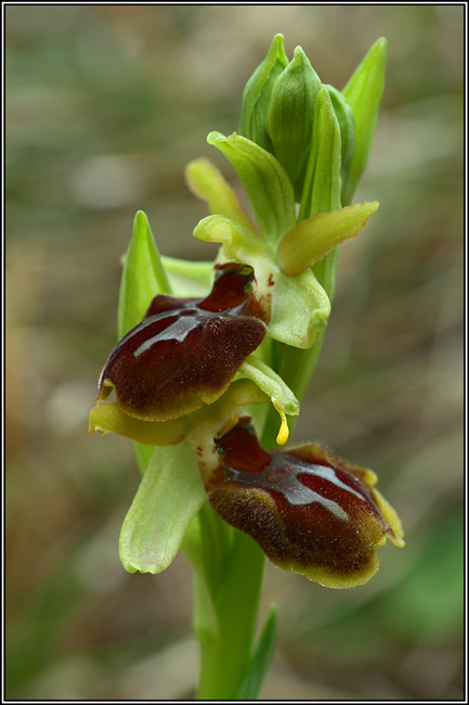 prime orchidee a Osoppo (UD)