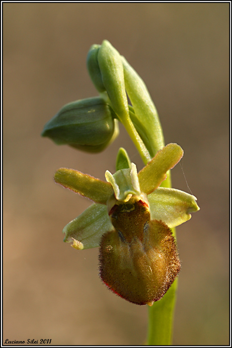 Ophrys sphegodes 