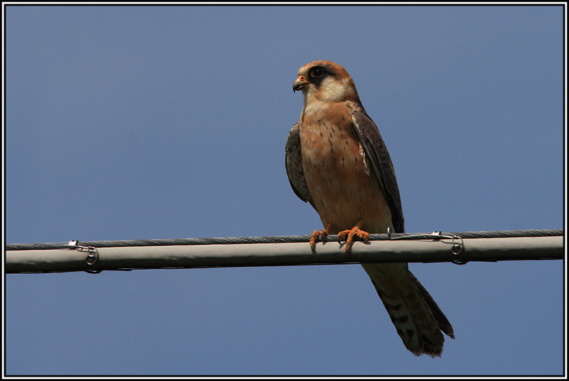 Femmina di falco cuculo (falco vespertinus)