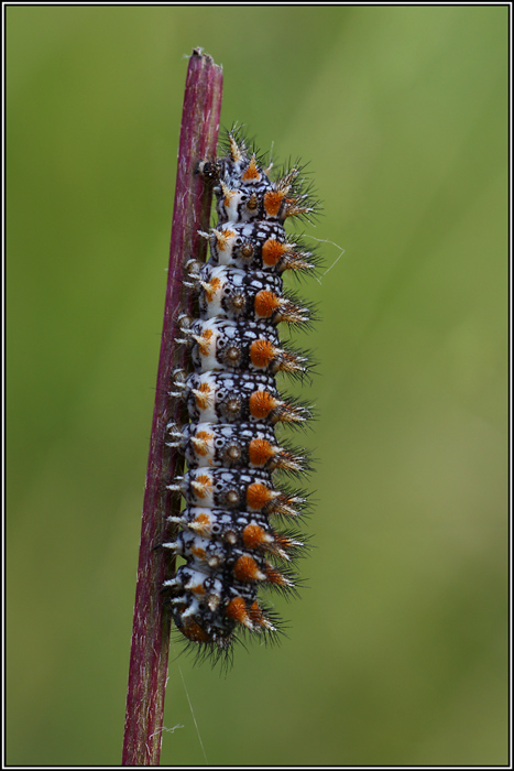 Identificazione bruco