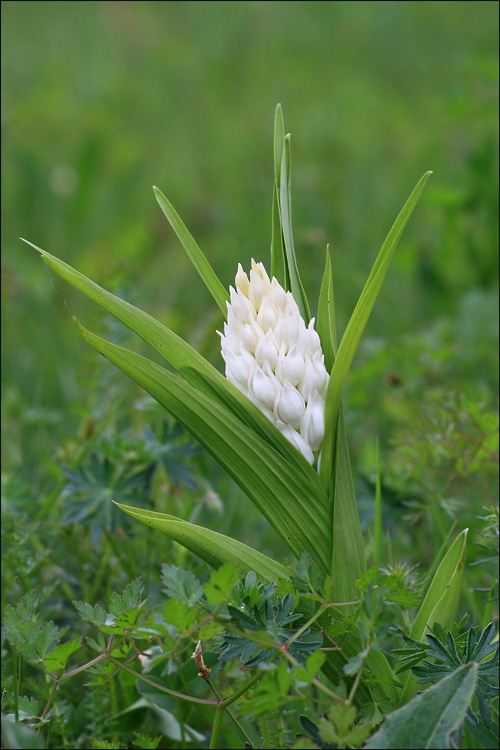 Fioritura esagerata di Cephalanthera longifolia