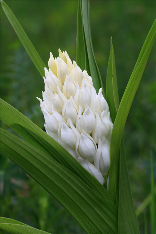 Fioritura esagerata di Cephalanthera longifolia