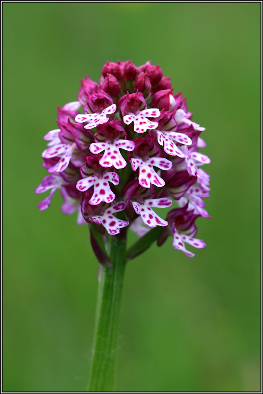 Neotinea xdietrichiana (N.tridentata x N.ustulata)