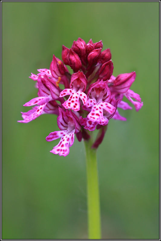 Neotinea xdietrichiana (N.tridentata x N.ustulata)