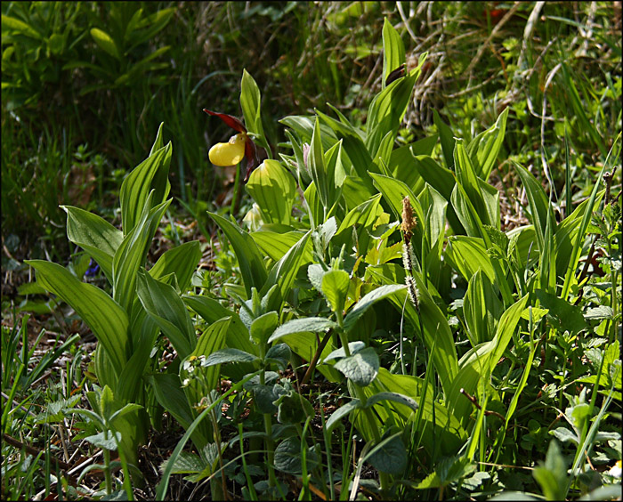 Prime Cypripedium calceolus in Friuli