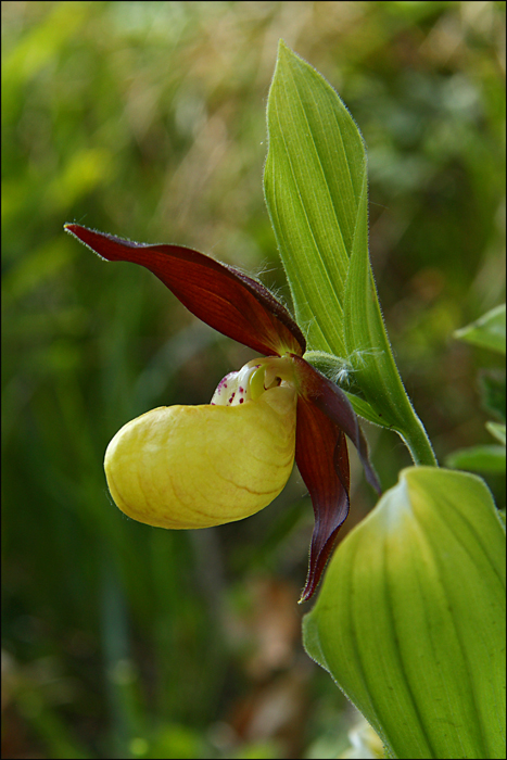 Prime Cypripedium calceolus in Friuli