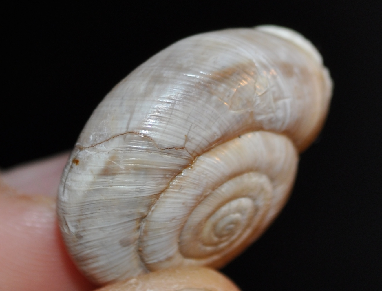 Chilostoma intermedio fra tigrinum e frigidum