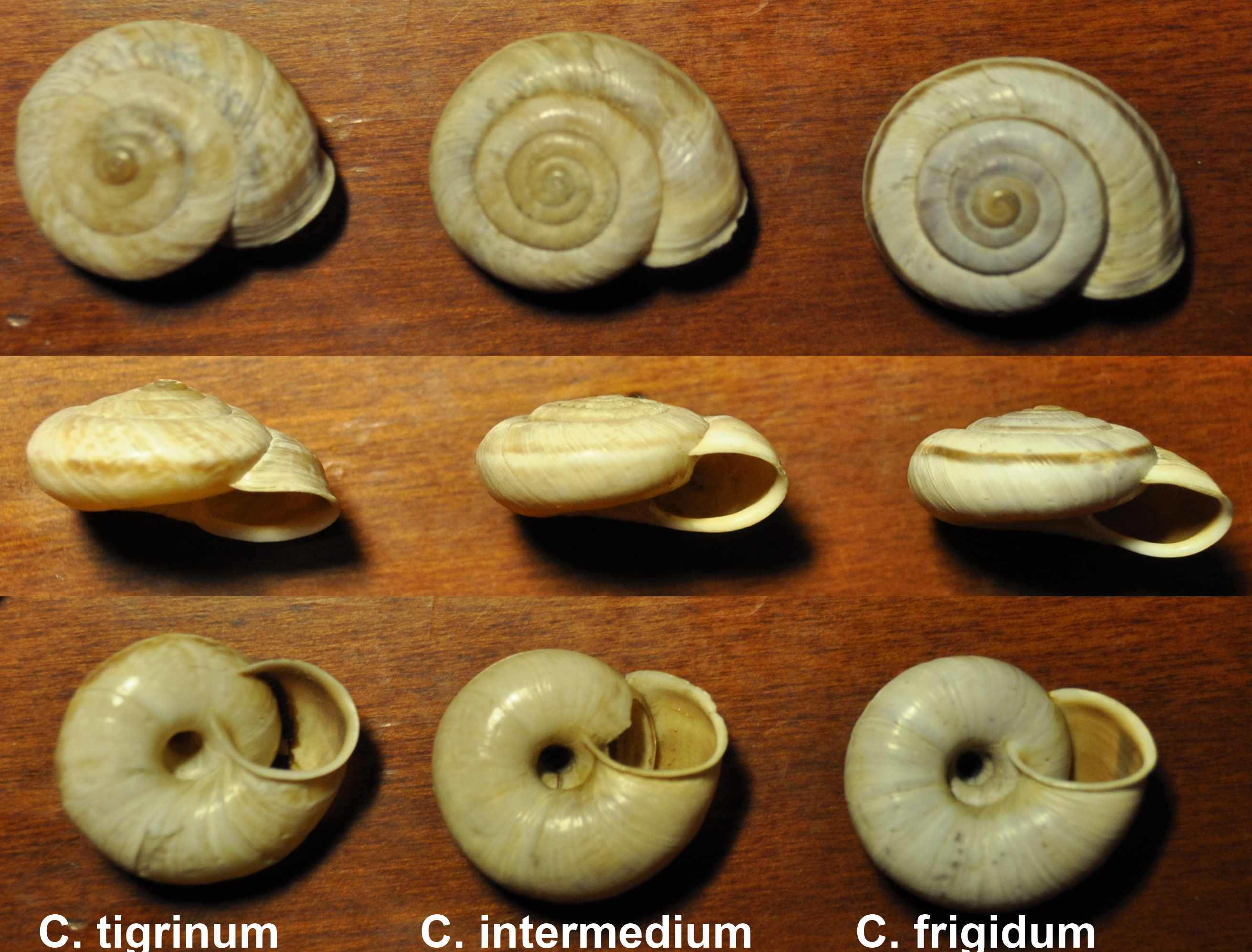 Chilostoma intermedio fra tigrinum e frigidum