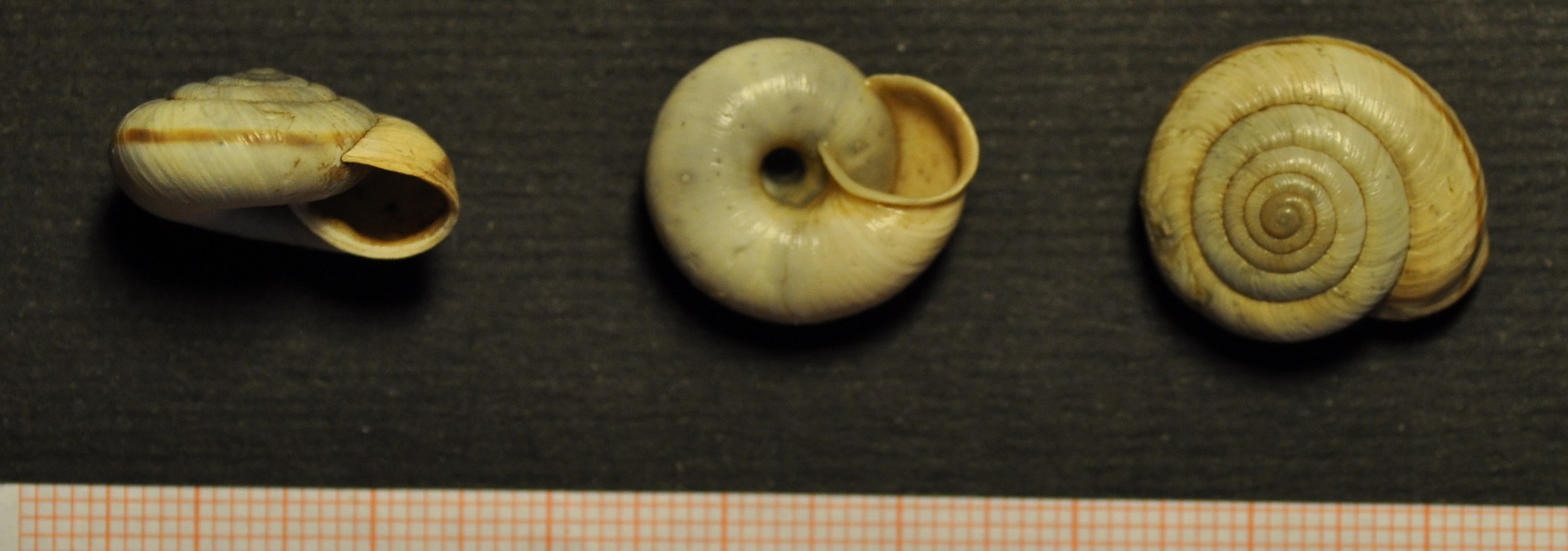 Chilostoma cingulatum liguricum (Kobelt 1856)