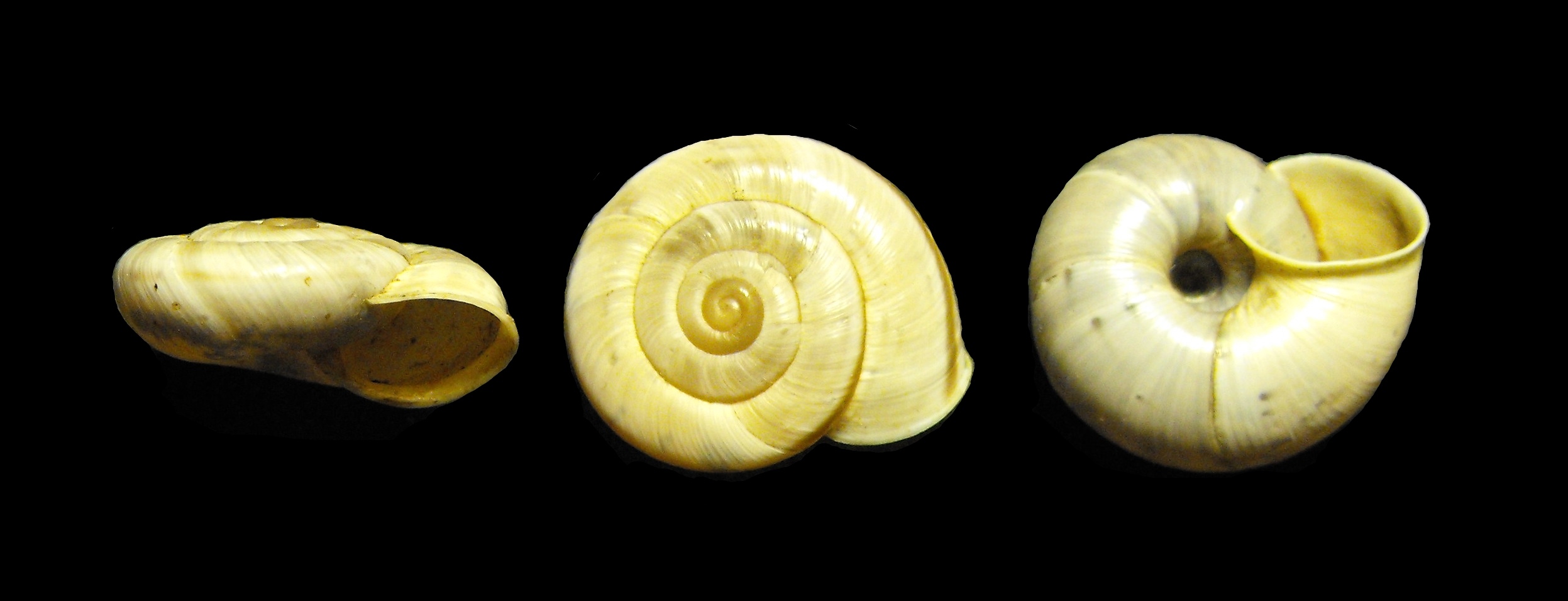 Chilostoma cingulatum nicatis (Costa, 1836)