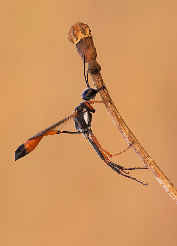 Ammophila sp.