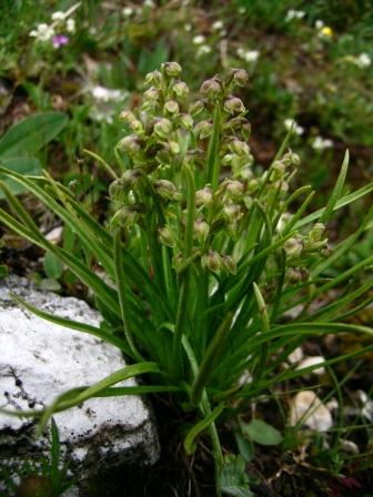 Chamorchis alpina / Gramignola alpina