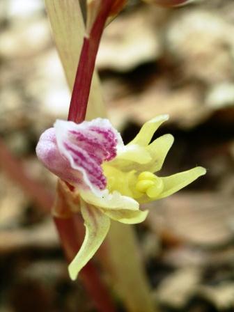 Epipogium aphyllum