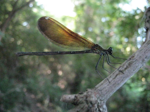 Identificazioni