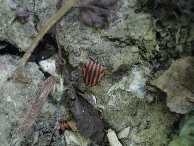 Graphosoma lineatum italicum e Coreus marginatus