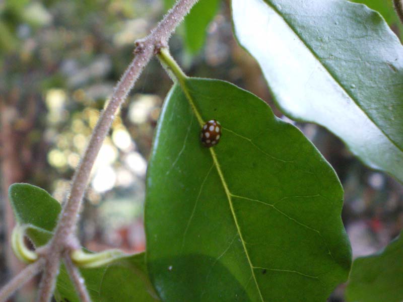 Vibidia duodecimquttata ?