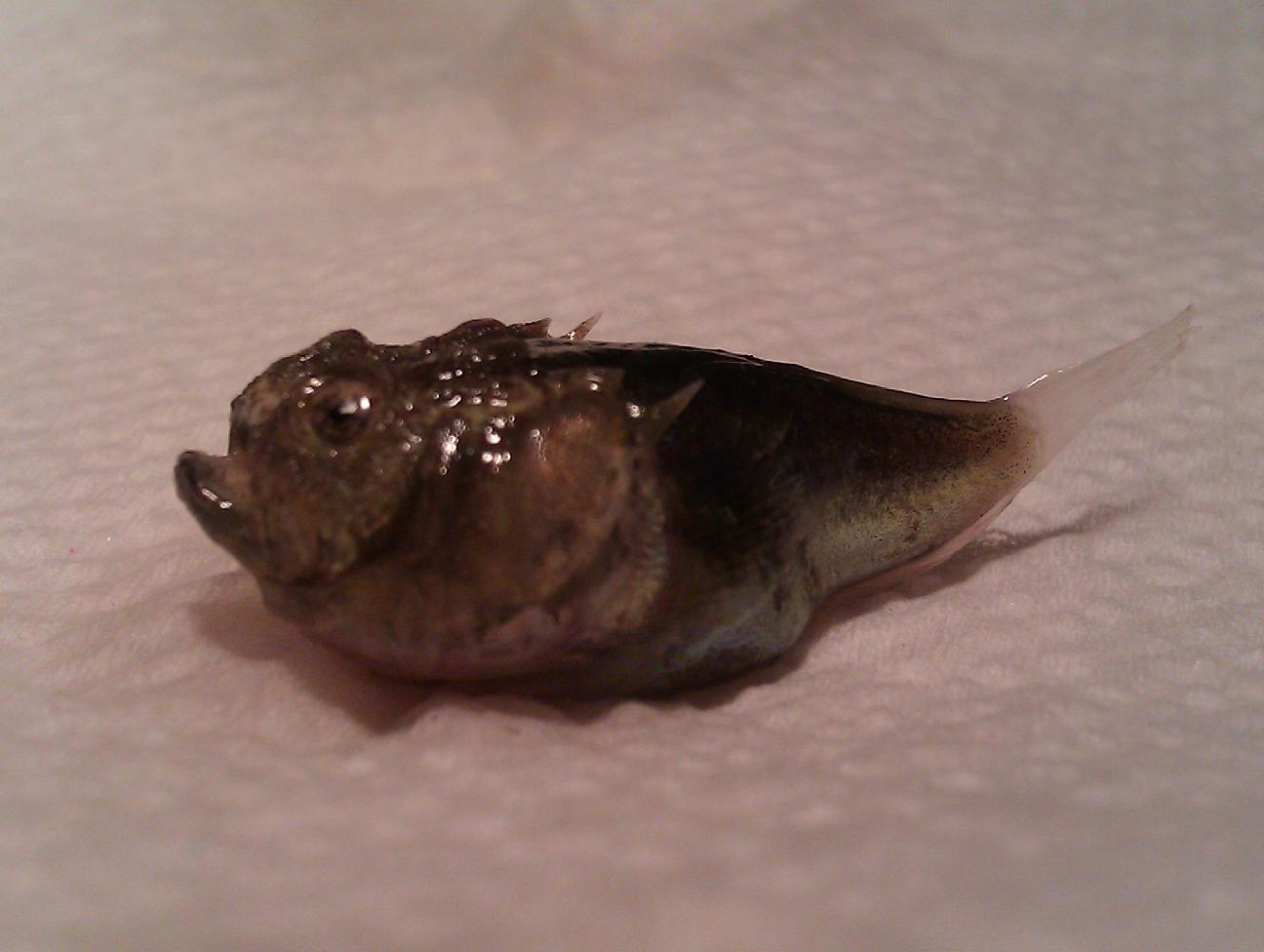 juvenile Uranoscopus scaber (esemplare morto)