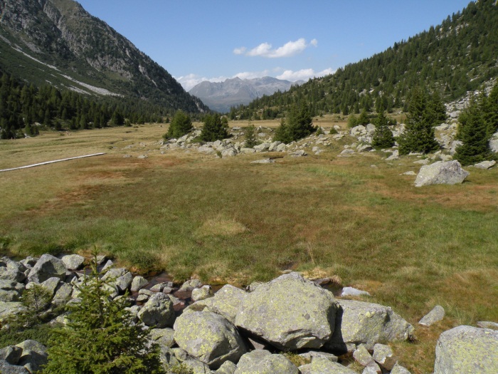 Aeshna juncea dalle torbiere dell''Aviolo