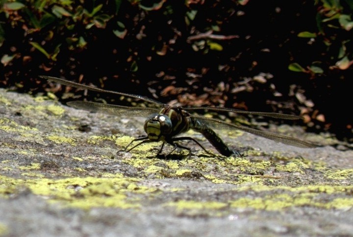 Aeshna juncea dalle torbiere dell''Aviolo