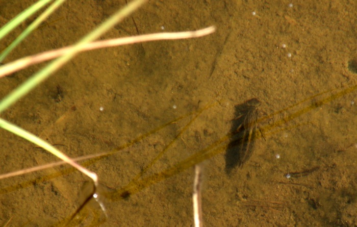 Aeshna juncea dalle torbiere dell''Aviolo