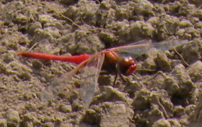 Sympetrum fonscolombii