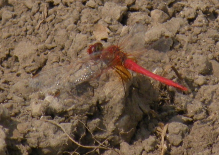 Sympetrum fonscolombii