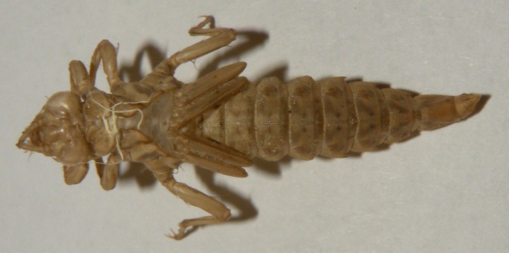 Esuvia di Gomphus flavipes